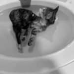 water-borne cat haha