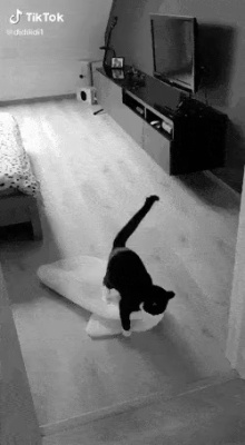 I saw what the cat was doing with the floor mat.gif