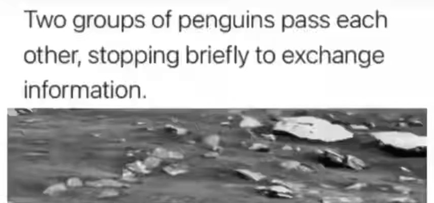 After two groups of penguins met,