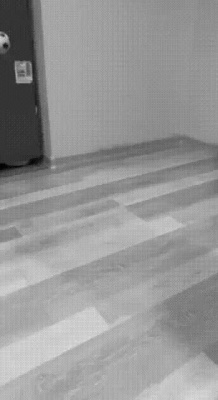 the quickness of a cat