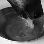 Slow motion of drinking water from a dog