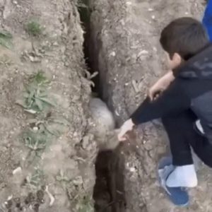 The boy who rescued the lamb.gif