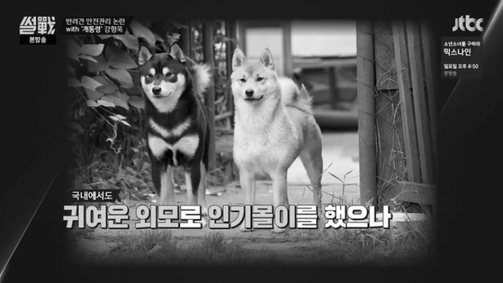The reason why Shiba dog sales have been suspended.jpg
