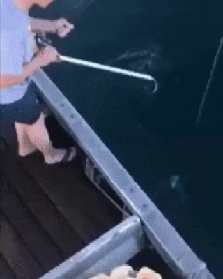 How Americans fish.gif