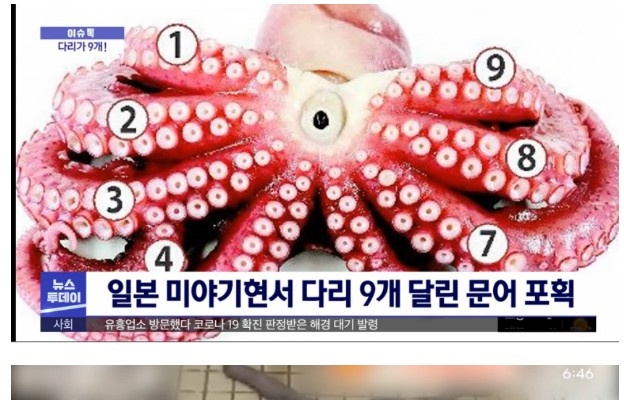 Japan succeeded in improving octopus.