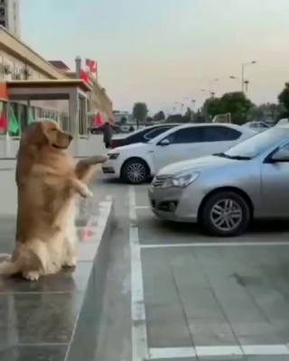 A parking attendant.gif
