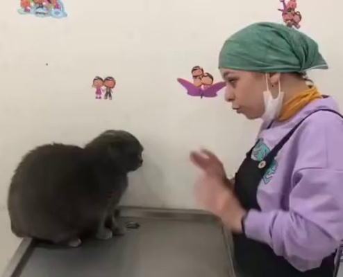 Fucking bitch punching a vet.