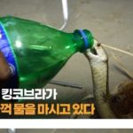 I showed a bottle of water to the thirsty King Cobra, and he was surprised.jpg