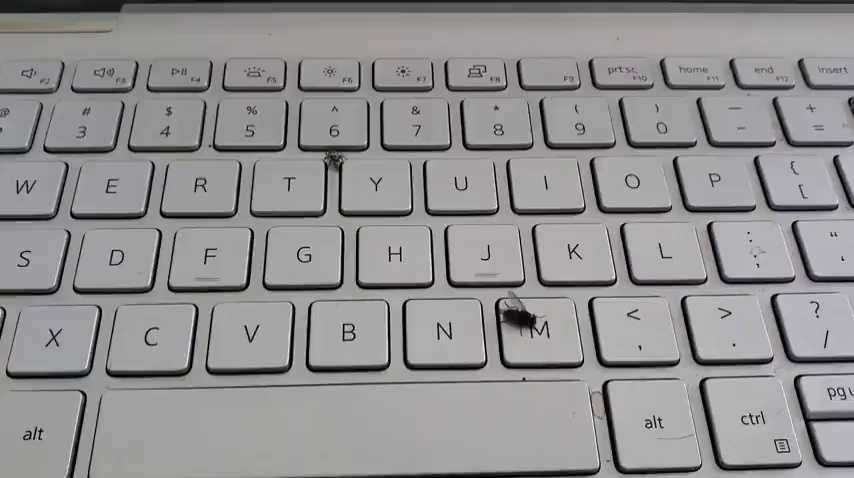 Flies and spiders on the keyboard.