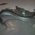 Han River eel that fishermen went to catch as witnesses of the Han River incident.
