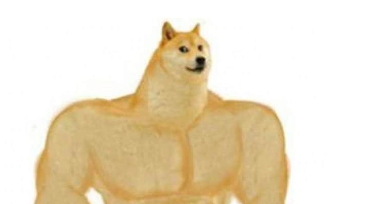 A real muscle shiba dog.jpg