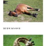 How Long-Necked Horses and Giraffes Sleep