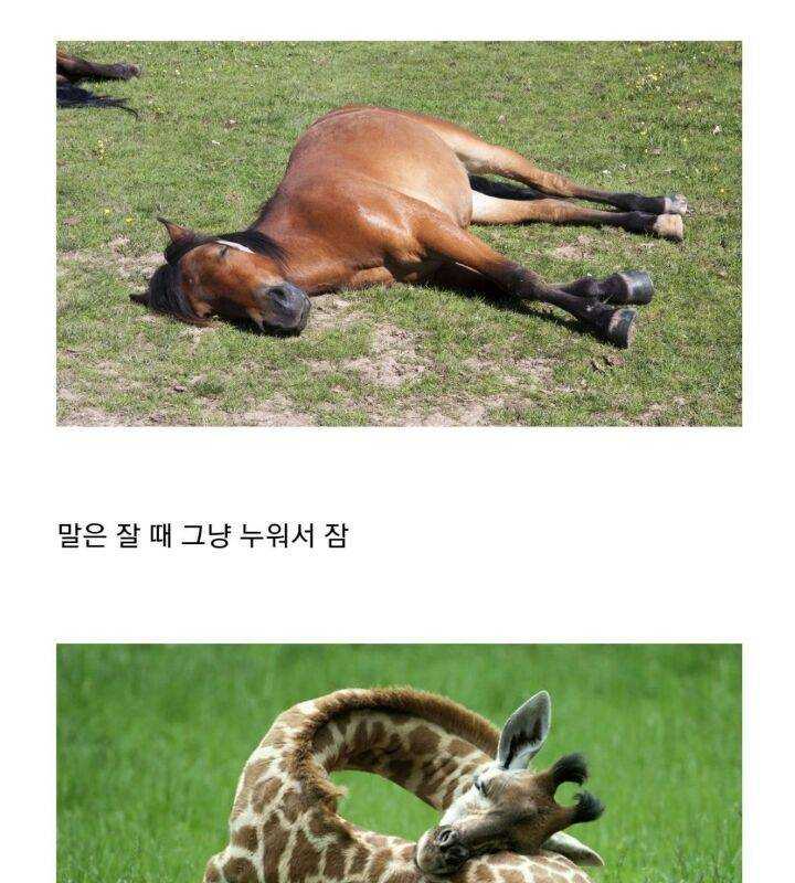 How Long-Necked Horses and Giraffes Sleep