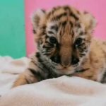 The baby tiger's smile.gif