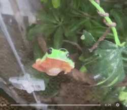 Green Frog UFO Mode