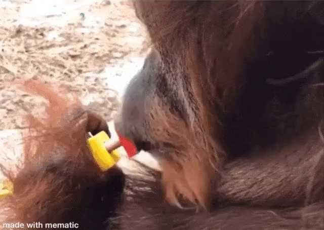Orangutan's lip muscles.gif