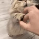 Meow meow punch training.gif