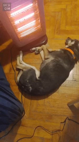 A dog and a cat that are heating up the stove.gif