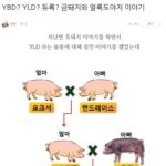 Some useful golden pig and spotted pig story.jpg