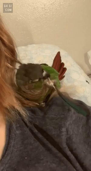 A parrot scratching its head with feathers.gif