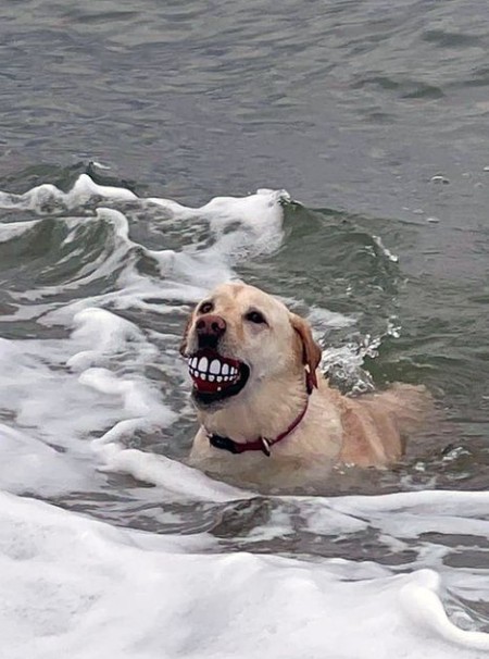 A dog that asked for something strange on the beach.