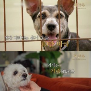 Euthanasia of abandoned animals that Lee Ji-hye also cried.
