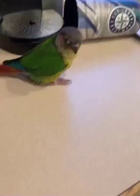 a responsive parrot