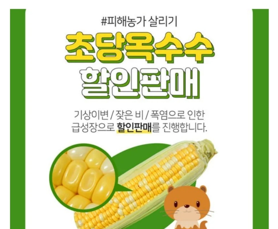 Conditions of corn sales in Chungju's farmhouse.