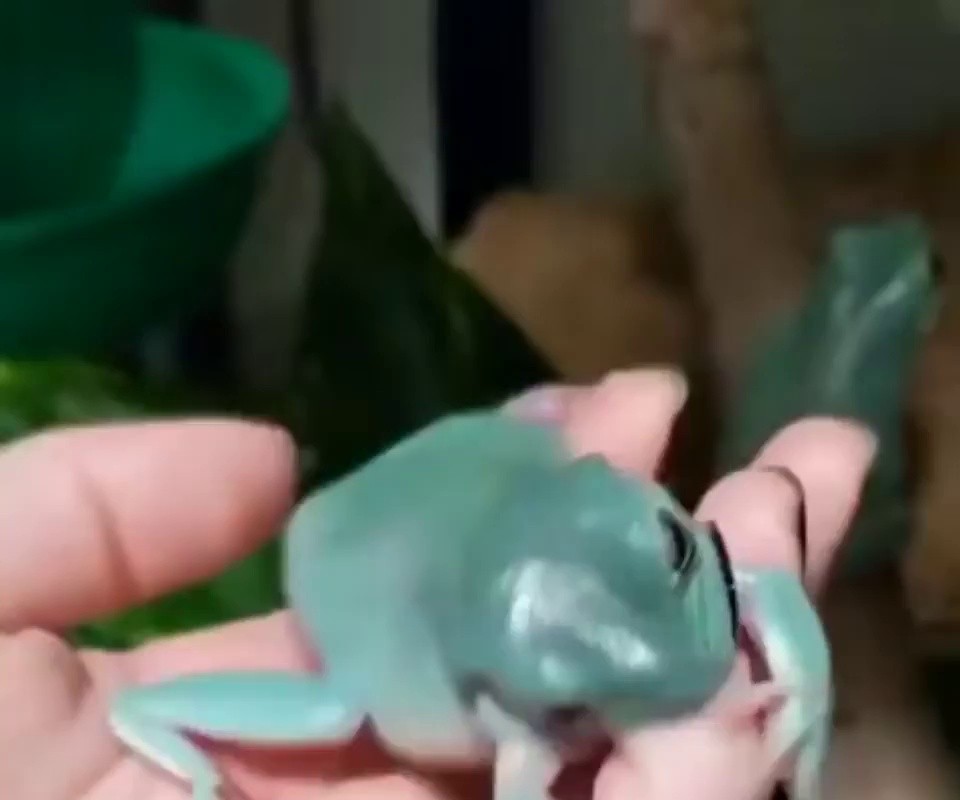 Pepe biting fingers