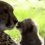 A baby cheetah who yawns in the mouth of a mother.gif