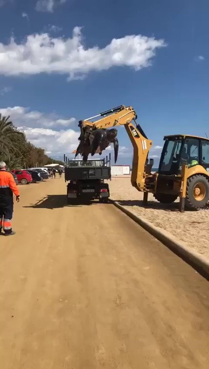 A giant turtle found on a Spanish beach.gif