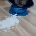 A milk-drinking cat.gif