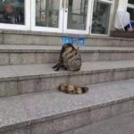 Getting serious about street cat abuse. A cat with its tail cut off this time.