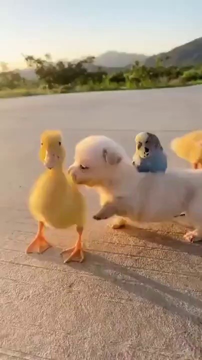 a parrot with a vicious animal attacking a duck