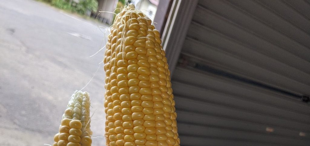 The reason why corn has been loved for a long time.