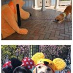 Preliminary guide dogs visiting Disneyland.