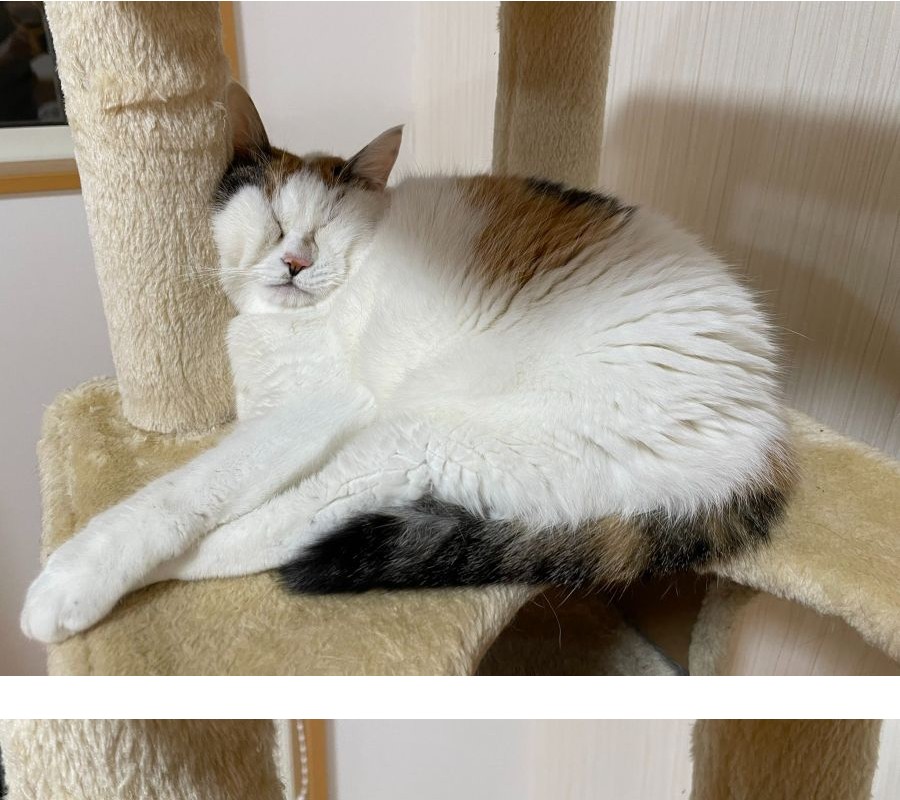 A cat sleeping in a cat tower.jpg