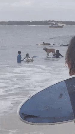 Surfing Golden Retriever