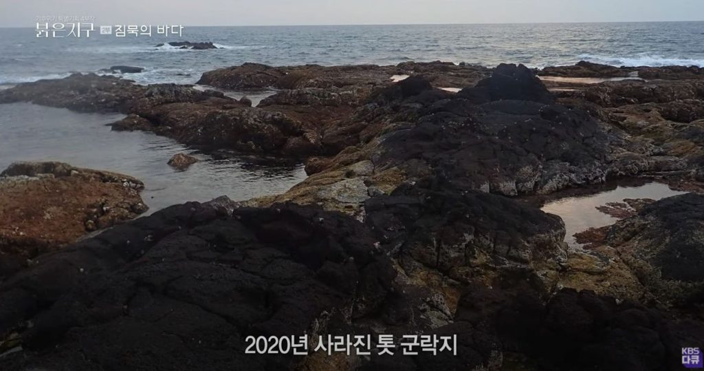 The dying sea of Jeju Island.