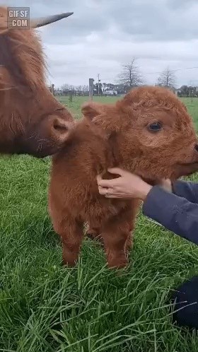 Cute calf.