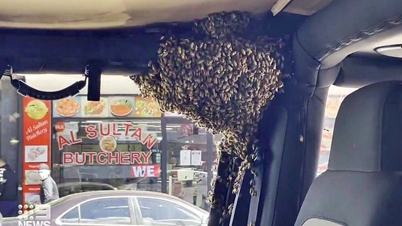 Australian man who was hit by a swarm of bees and an elderly man passing by.