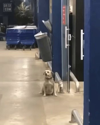 Puppy who says hi to mart customers.