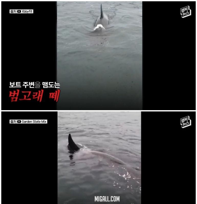 A woman who kicked out a sea lion while a killer whale drooled.