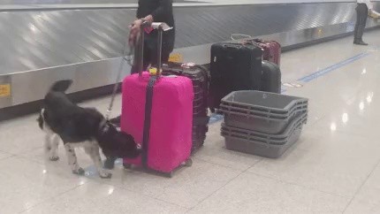 Incheon International Airport Customs Drug Detection Dog, which was left tied to a line.