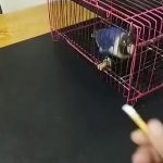 Such a smart parrot, GIF.