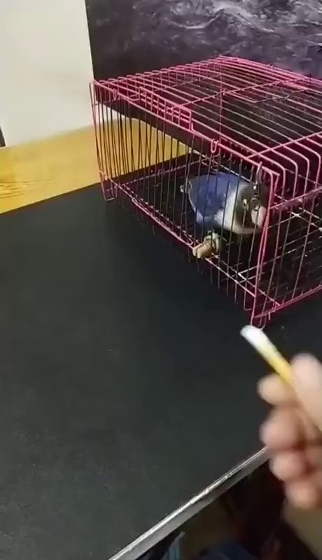 Such a smart parrot, GIF.