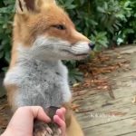 A fox that gently gives up its front paws.