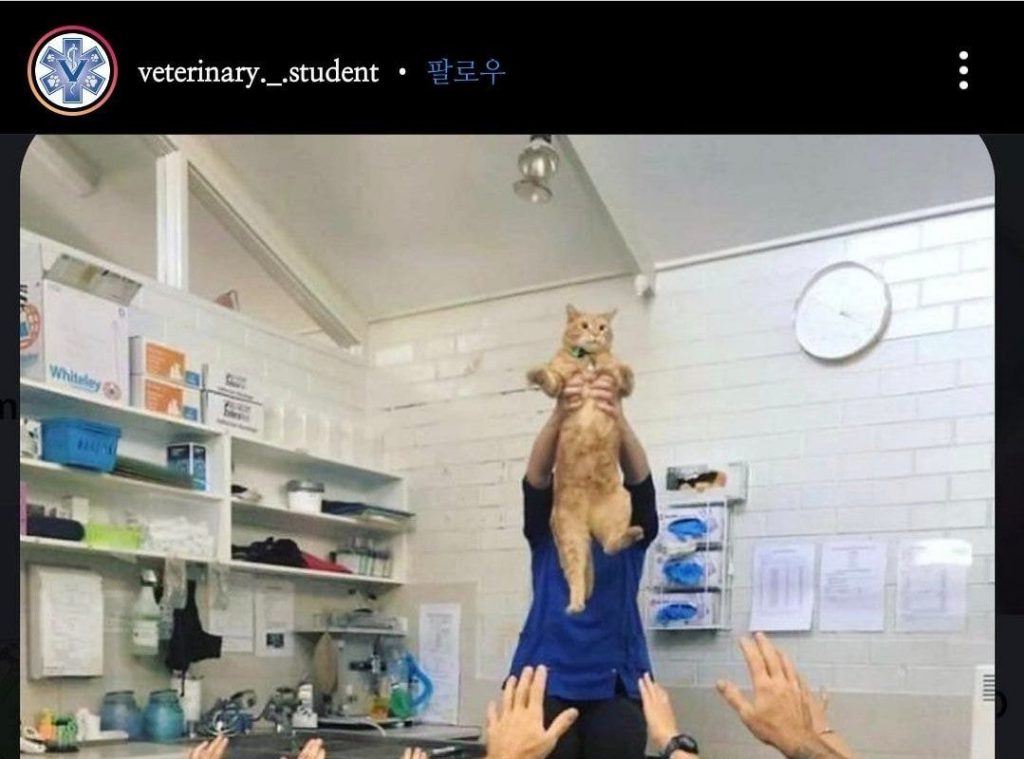 Veterinarians who met a healthy 21-year-old cat.