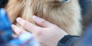 Puppies who came out to cheer for the college entrance exam.jpg