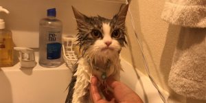 A cat angry at taking a bath.